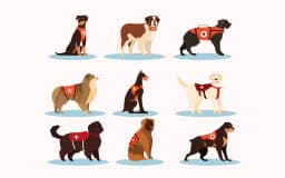 How to Get An Emotional Support Dog