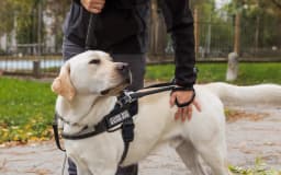 How Does a Person Qualify for a Service Dog?