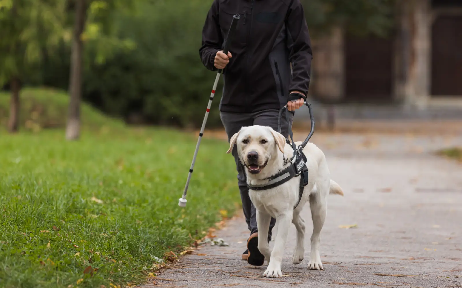 What Disabilities Qualify for an Emotional Support Animal?