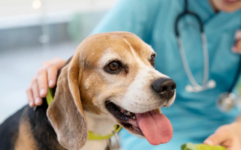 How to Get Your Pet’s Health Certificate for International Travel