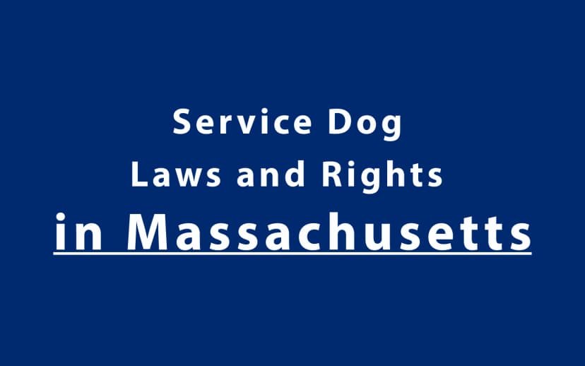 Service Dog Laws and Rights in Massachusetts