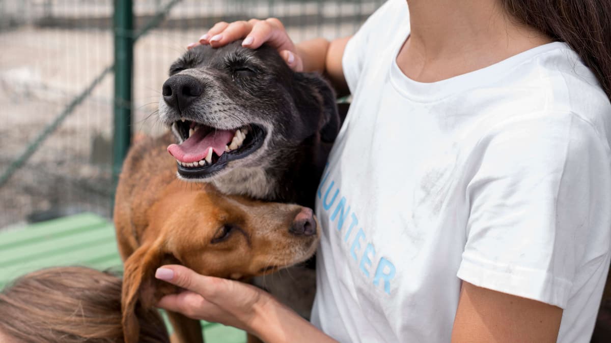 When Are You Allowed To Pet A Service Dog?