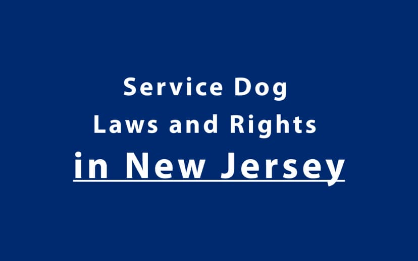 Service Dog Laws and Rights in New Jersey