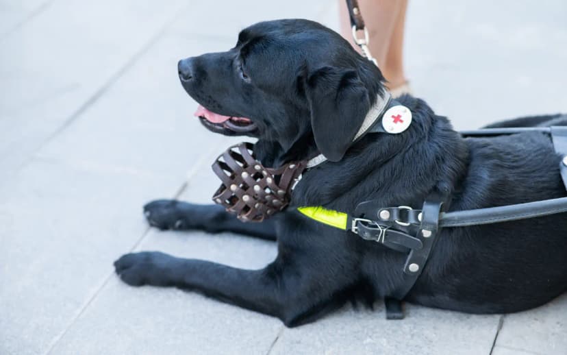 How Much Does it Cost to Certify a Dog as a Psychiatric Service Dog?