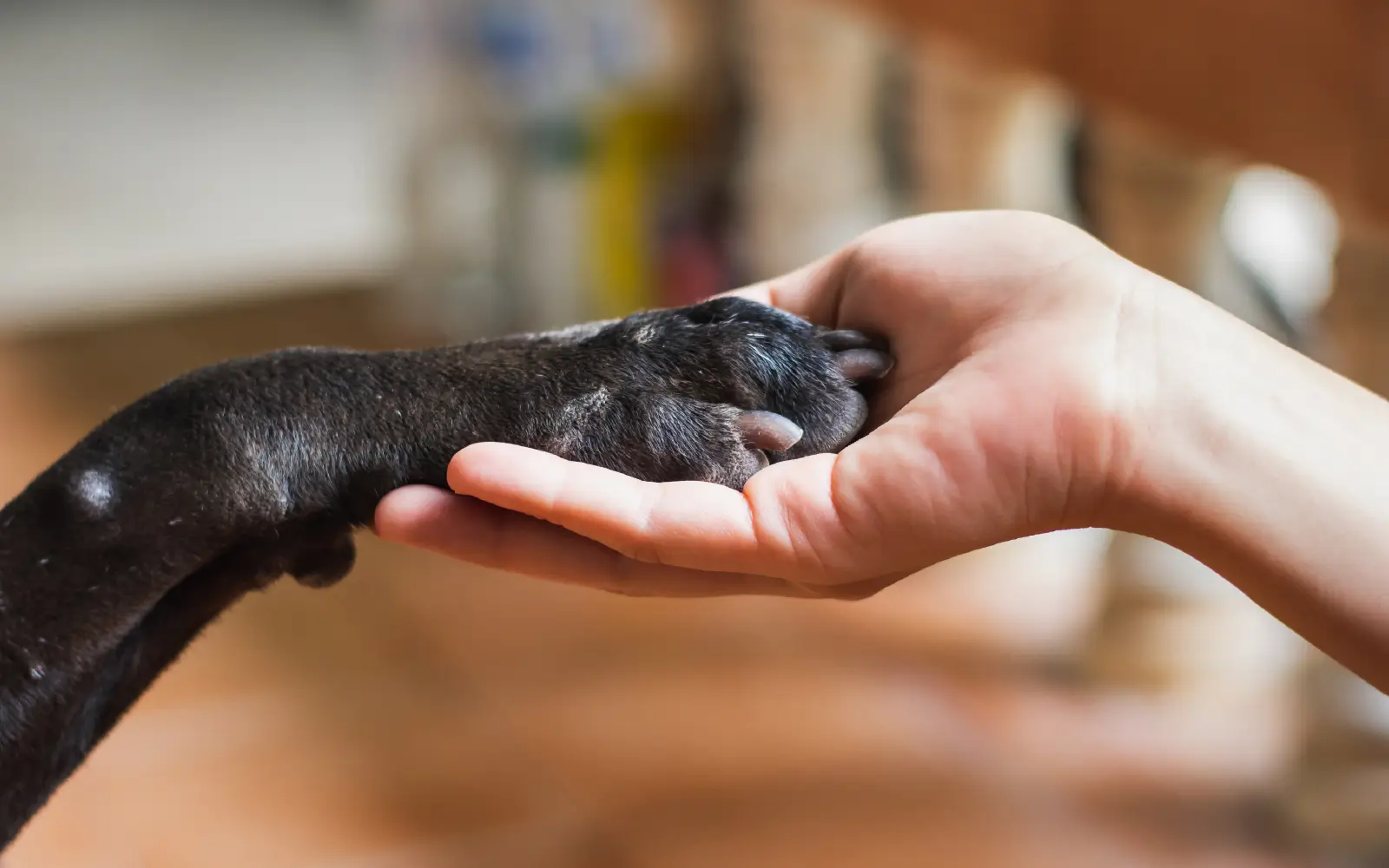 How to Get a Therapy Dog