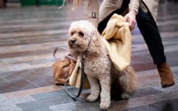 Is There Anywhere a Service Dog Can’t Go?