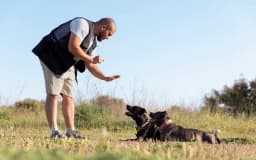 A Comprehensive Guide on How to Train a Psychiatric Service Dog
