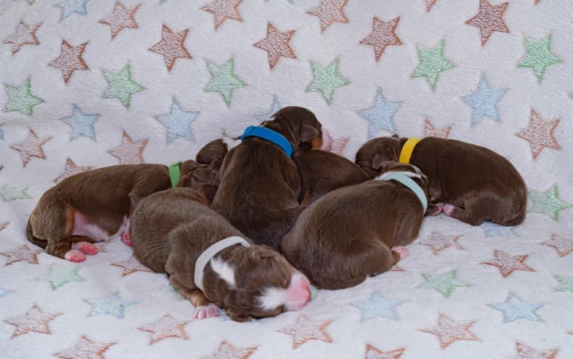 The Ultimate Guide to Newborn Puppy Care