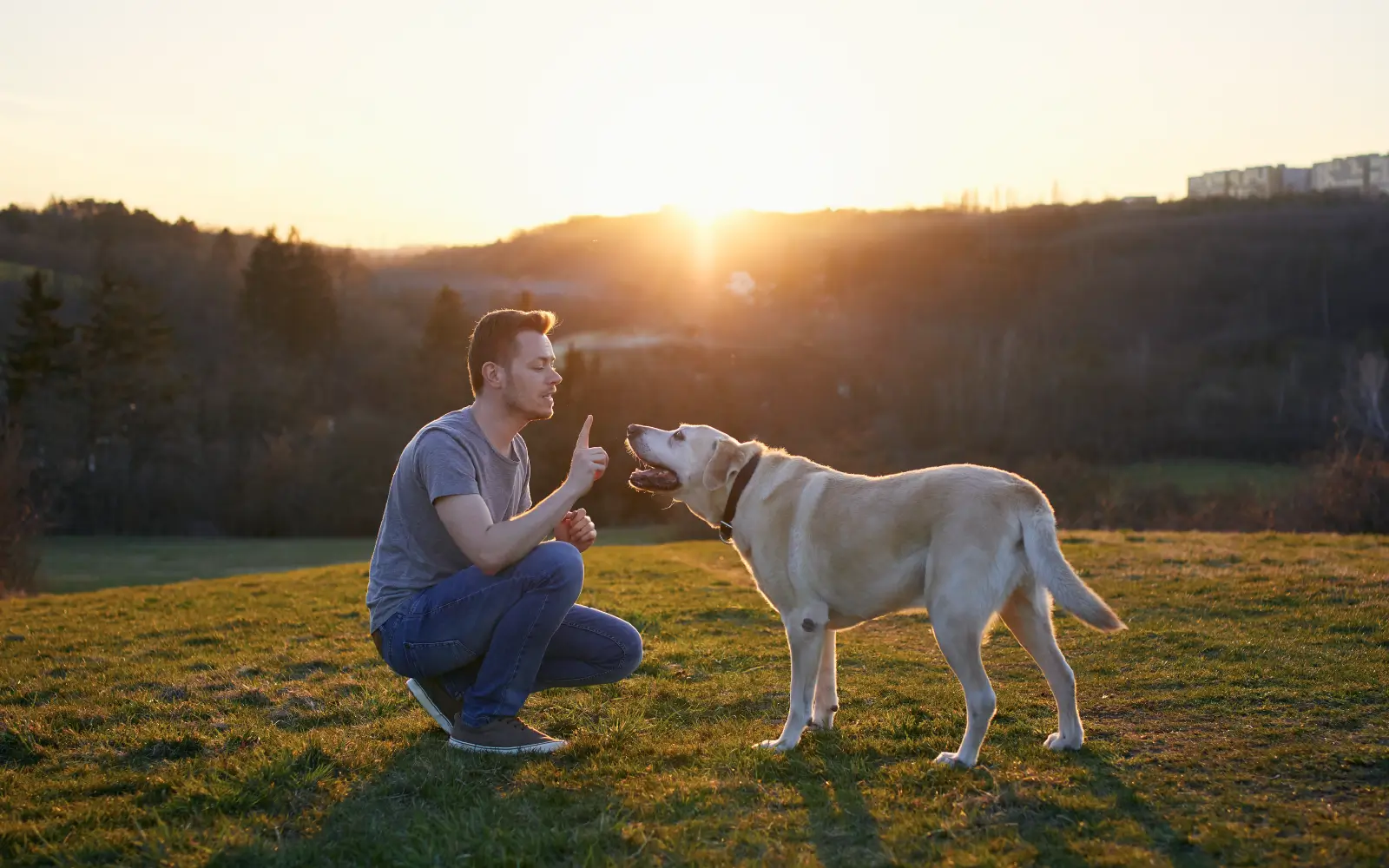 Service Dog Training Overview: What Do You Need Before Starting Training