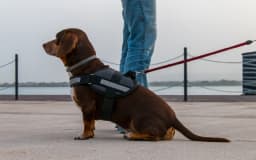 How to Make My Dog a Service Dog