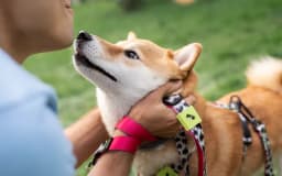 What is a Psychiatric Service Dog, and How Can You Qualify for One?