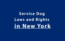 Service Dog Laws and Rights in New York