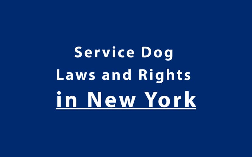 Service Dog Laws and Rights in New York